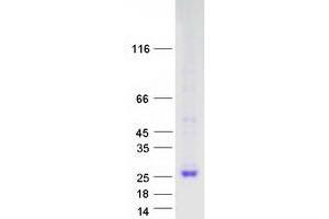 Western Blotting (WB) image for Peptidylprolyl Isomerase F (PPIF) protein (Myc-DYKDDDDK Tag) (ABIN2712740)