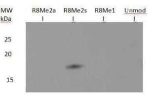 Western Blot of Rabbit Anti-Histone H3 [Sym-dimethyl Arg8] Antibody.