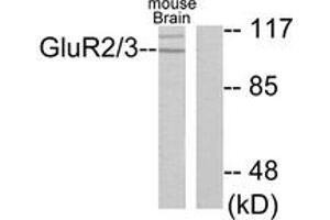 Western blot analysis of extracts from mouse brain cells, using mGluR2/3 Antibody. (mGluR2/3 抗体  (AA 823-872))