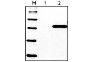Western Blotting (WB) image for anti-His Tag antibody (ABIN1105141)