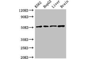 Western Blot Positive WB detected in: K562 whole cell lysate, HepG2 whole cell lysate, Rat liver tissue, Mouse brain tissue All lanes: RUVBL2 antibody at 2. (RUVBL2 抗体  (AA 281-444))