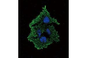 Immunofluorescence (IF) image for anti-Transforming Growth Factor, beta 1 (TGFB1) antibody (ABIN2996680) (TGFB1 抗体)