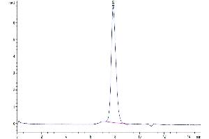The purity of Cynomolgus PD-L1 is greater than 95 % as determined by SEC-HPLC. (PD-L1 Protein (AA 19-238) (His tag))