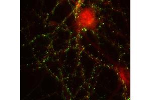 Indirect immunolabeling of PFA fixed rat hippocampus neurons with anti-shank 2 (dilution 1 : 500; red), counterstained with mouse anti-synapsin 1 (cat. (SHANK2 抗体  (AA 1042-1475))