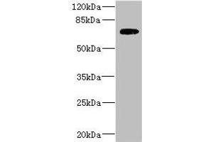 SLC2A13 anticorps  (AA 564-648)