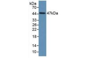 Western blot analysis of recombinant Human PAI1. (PAI1 抗体  (AA 25-402))