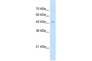 WB Suggested Anti-GPR177 Antibody Titration:  0. (GPR177/WLS 抗体  (N-Term))