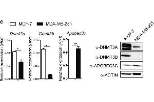 Close association of epigenetic status with Ets1 level. (APOBEC3C 抗体  (Center))