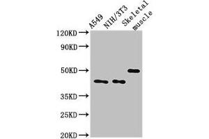 Western Blot Positive WB detected in: A549 whole cell lysate, NIH/3T3 whole cell lysate, Mouse skeletal muscle tissue All lanes: TRIM39 antibody at 3 μg/mL Secondary Goat polyclonal to rabbit IgG at 1/50000 dilution Predicted band size: 60, 57 kDa Observed band size: 45, 50 kDa (TRIM39 抗体  (AA 310-416))
