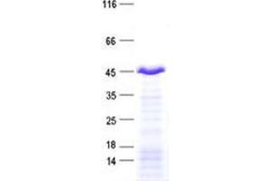 ZNF670 Protein (His tag)
