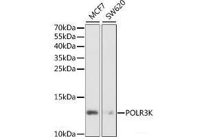 Western blot analysis of extracts of various cell lines using POLR3K Polyclonal Antibody at dilution of 1:1000. (POLR3K 抗体)