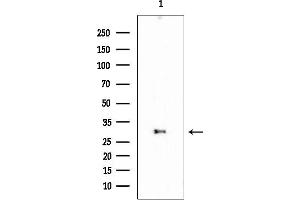 Western blot analysis of lysates from Rat liver, using SCNM1 Mouse Monoclonal Antibody at 1/1000 dilution.