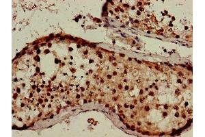 Immunohistochemistry of paraffin-embedded human testis tissue using ABIN7166795 at dilution of 1:100
