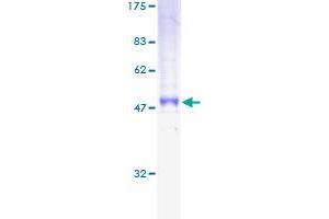 Image no. 1 for CD79b Molecule, Immunoglobulin-Associated beta (CD79B) (AA 1-229) protein (GST tag) (ABIN1348702)