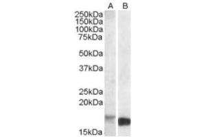 Image no. 1 for anti-Peripheral-Type Benzodiazepine Receptor (TSPO) (C-Term) antibody (ABIN375121) (TSPO 抗体  (C-Term))