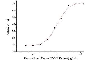 Selectin L (SELL) (AA 39-332) (Active) protein (His-Fc tag)