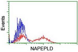 HEK293T cells transfected with either RC209877 overexpress plasmid (Red) or empty vector control plasmid (Blue) were immunostained by anti-NAPEPLD antibody (ABIN2455241), and then analyzed by flow cytometry. (NAPEPLD 抗体)