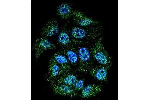 Confocal immunofluorescent analysis of Phospho-ABL1- Antibody (ABIN389502 and ABIN2839560) with MCF-7 cell followed by Alexa Fluor 488-conjugated goat anti-rabbit lgG (green). (ABL1 抗体  (pTyr245))