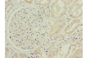 Immunohistochemistry of paraffin-embedded human kidney tissue using ABIN7149122 at dilution of 1:100 (CYB5B 抗体  (AA 2-118))