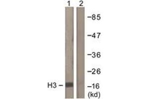 Western blot analysis of extracts from Raw264. (Histone 3 抗体  (AA 1-50))