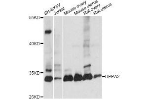Western blot analysis of extracts of various cell lines, using DPPA2 antibody (ABIN6292031) at 1:1000 dilution. (DPPA2 抗体)
