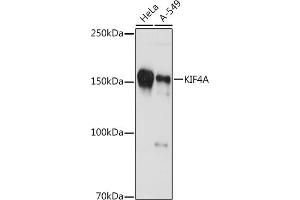 Western blot analysis of extracts of various cell lines, using KIF4A antibody (ABIN7268134) at 1:1000 dilution. (KIF4A 抗体)