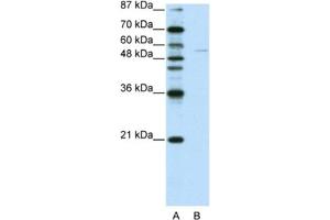 Western Blotting (WB) image for anti-Grainyhead-Like 3 (GRHL3) antibody (ABIN2461910) (GRHL3 抗体)