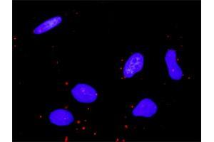 Proximity Ligation Analysis of protein-protein interactions between CDC42 and MAP3K11. (MAP3K11 抗体  (AA 741-847))