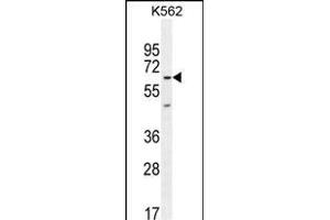 KBTBD5 Antibody (Center) (ABIN654387 and ABIN2844133) western blot analysis in K562 cell line lysates (35 μg/lane). (KBTBD5 抗体  (AA 349-377))