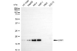 Western blotting analysis using LSM1 antibody (ABIN7799285). (LSM1 抗体)