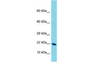 Western Blotting (WB) image for anti-Defensin, beta 129 (DEFB129) (C-Term) antibody (ABIN2156689) (DEFB129 抗体  (C-Term))