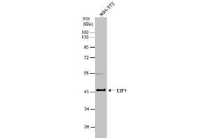 WB Image Whole cell extract (30 μg) was separated by 10% SDS-PAGE, and the membrane was blotted with E2F1 antibody , diluted at 1:3000. (E2F1 抗体)