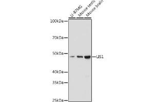 Western blot analysis of extracts of various cell lines, using LIS1 antibody (ABIN7269401) at 1:1000 dilution. (PAFAH1B1 抗体)