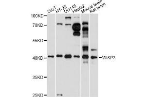 Western blot analysis of extracts of various cell lines, using WISP3 antibody (ABIN6291067) at 1:1000 dilution. (WISP3 抗体)