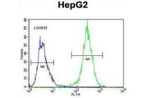 Flow cytometric analysis of HepG2 cells (right histogram) compared to a negative control cell (left histogram) using MRFAP1L1 Antibody , followed by FITC-conjugated goat-anti-rabbit secondary antibodies. (MRFAP1L1 抗体  (Middle Region))