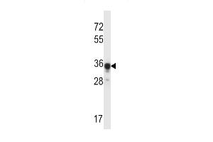 ABHD4 Antibody (Center) (ABIN657593 and ABIN2846594) western blot analysis in mouse kidney tissue lysates (35 μg/lane). (ABHD4 抗体  (AA 98-127))