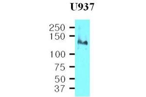 Western Blotting (WB) image for anti-Integrin beta 1 (ITGB1) (AA 34-141) antibody (ABIN317500) (ITGB1 抗体  (AA 34-141))