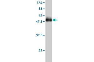Western Blotting (WB) image for anti-Acyl-CoA Thioesterase 9 (Acot9) (AA 1-212) antibody (ABIN565123)