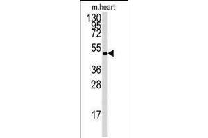 Antibody is used in Western blot to detect PRKAG1 in mouse heart tissue lysate. (PRKAG3 抗体  (AA 265-295))