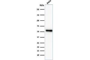 ABIN6383819 to TP53 was successfully used to stain an approx. (Recombinant p53 抗体  (AA 16-25))