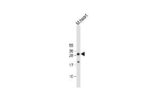 Western Blot at 1:2000 dilution + M. (AQP11 抗体  (C-Term))