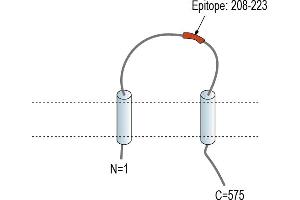 Representative domain view of the target of ABIN7885616. (TMEM108 抗体  (Extracellular Loop))