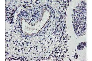 Image no. 2 for anti-Peptidylprolyl Isomerase (Cyclophilin)-Like 6 (PPIL6) antibody (ABIN1500367) (PPIL6 抗体)