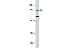 Western blot analysis of NCI-H460 cell lysate (35 ug/lane) with CLOCK polyclonal antibody . (CLOCK 抗体  (Internal Region))