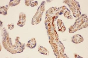 Anti-CMA1 Picoband antibody,  IHC(P): Human Placenta Tissue (CMA1 抗体  (AA 22-247))