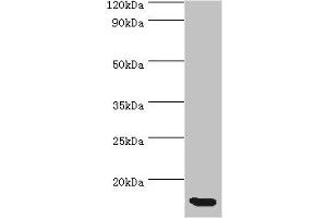 Western blot All lanes: CCL11 antibody at 5 μg/mL + Hela whole cell lysate Secondary Goat polyclonal to rabbit IgG at 1/10000 dilution Predicted band size: 11 kDa Observed band size: 11 kDa (CCL11 抗体  (AA 1-97))