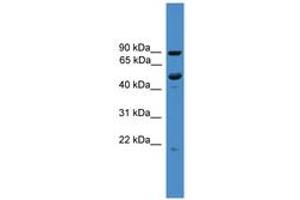 Image no. 1 for anti-Mab-21 Domain Containing 2 (MB21D2) (C-Term) antibody (ABIN6745471) (MB21D2 抗体  (C-Term))