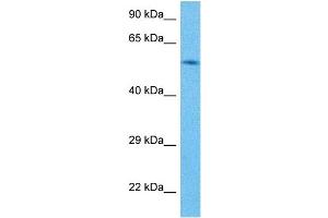 Host:  Mouse  Target Name:  RXRG  Sample Tissue:  Mouse Spleen  Antibody Dilution:  1ug/ml (Retinoid X Receptor gamma 抗体  (C-Term))