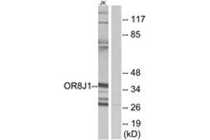 Western blot analysis of extracts from Jurkat cells, using OR8J1 Antibody.