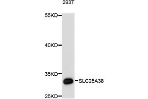 Western blot analysis of extracts of 293T cells, using SLC25A38 antibody (ABIN6290960) at 1:3000 dilution. (SLC25A38 抗体)